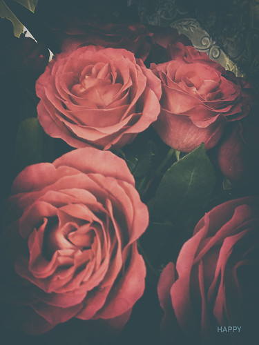 #roses ©  NO PHOTOGRAPHER