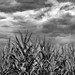 Cloudscape over a cornfield