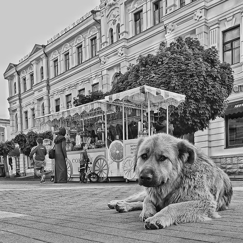 Homeless dog ©  Dmitriy Protsenko