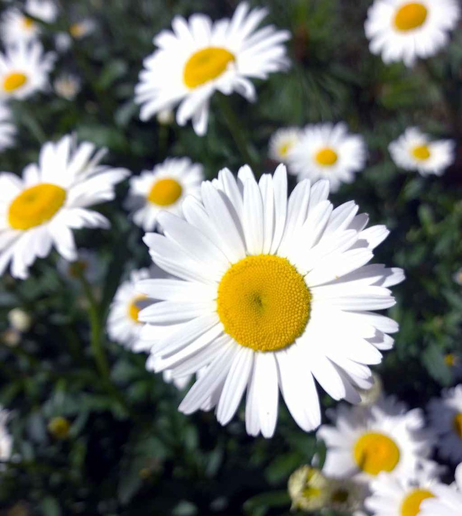 : chamomile on the lawn