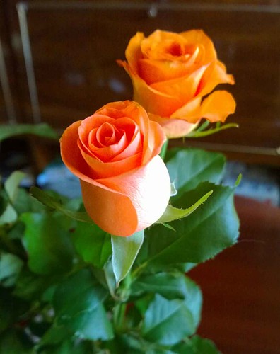 Roses to beloved woman ©  Igor Grigorev