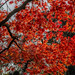 Autumnal Acer (in Explore 8/11/21)