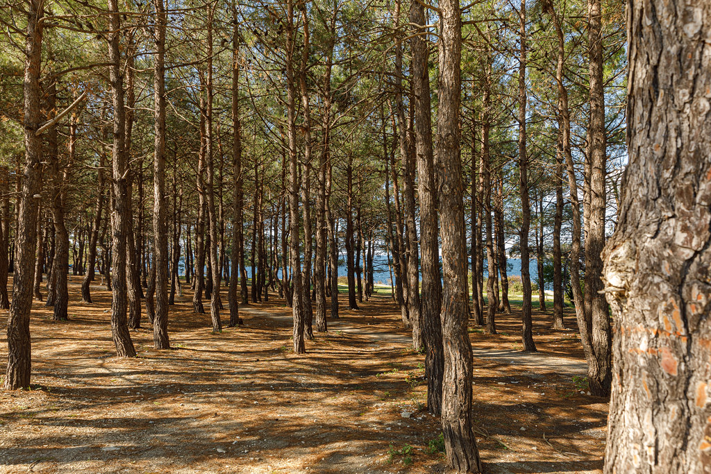 фото: pitsunda pines