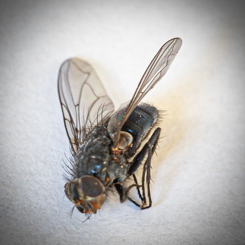 One more fly ©  Raymond Zoller
