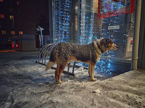 New Year's Eve dog ©  Dmitriy Protsenko