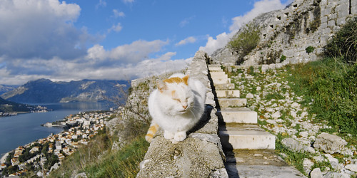 an old cat next to an old town ©  Tony