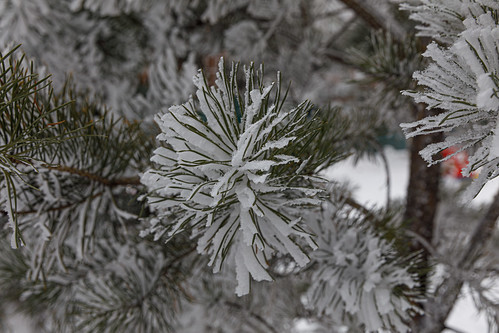 pine tree ©  Dmitry Karyshev