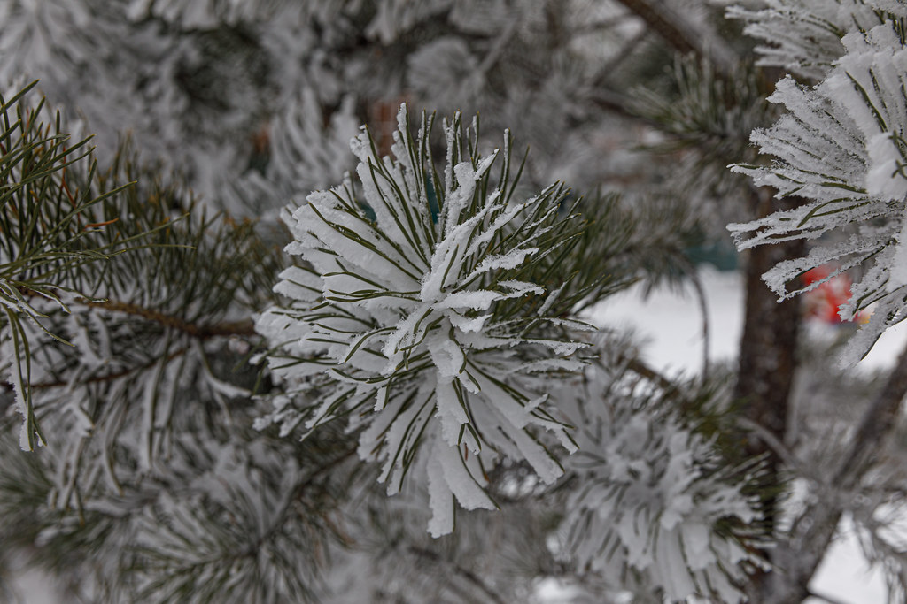 фото: pine tree
