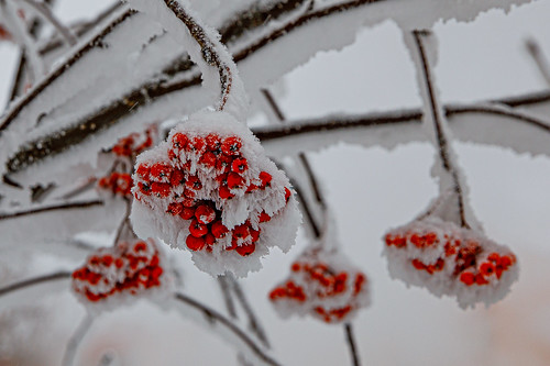 rowanberry in snow ©  Dmitry Karyshev