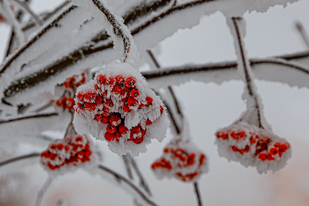 фото: rowanberry in snow