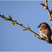 Male House Sparrow: Passer domesticus