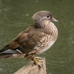 Female Mandarin Duck 502_6886.jpg