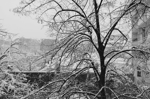 snowy tree ©  Tony