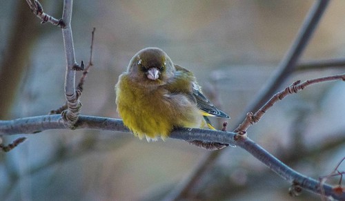 Greenfinch is waiting for her turn to eat ©  Egor Plenkin