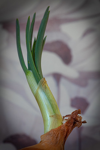 Onion ©  Raymond Zoller