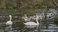 Etherow Swans lost to bird flu