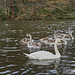 Etherow Swans lost to bird flu