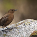 A Brown Dipper on the rocks