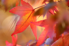 Red Maple Leaves, Little Horsted