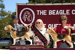 _MBP5358  Beagle Show 16th October 2021 beagleclubqld@hotmail.com