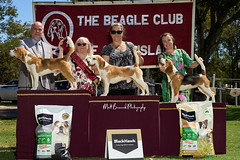 _MBP5384  Beagle Show 16th October 2021 beagleclubqld@hotmail.com
