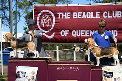 _MBP4991  Beagle Show 16th October 2021 beagleclubqld@hotmail.com