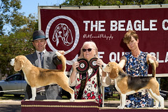 _MBP5356  Beagle Show 16th October 2021 beagleclubqld@hotmail.com