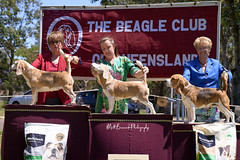 _MBP5244  Beagle Show 16th October 2021 beagleclubqld@hotmail.com