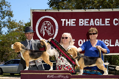_MBP5362  Beagle Show 16th October 2021 beagleclubqld@hotmail.com