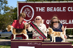 _MBP5360  Beagle Show 16th October 2021 beagleclubqld@hotmail.com