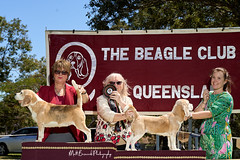 _MBP5371  Beagle Show 16th October 2021 beagleclubqld@hotmail.com