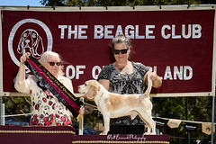 _MBP5370  Beagle Show 16th October 2021 beagleclubqld@hotmail.com