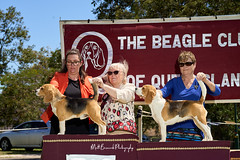 _MBP5365  Beagle Show 16th October 2021 beagleclubqld@hotmail.com