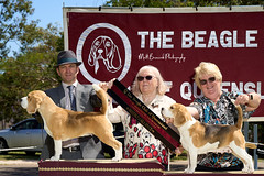 _MBP5357  Beagle Show 16th October 2021 beagleclubqld@hotmail.com