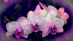 Pink Orchids 3