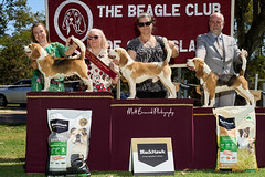 _MBP5386  Beagle Show 16th October 2021 beagleclubqld@hotmail.com