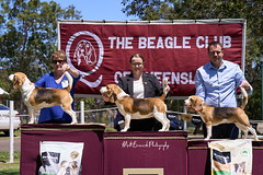 _MBP5114  Beagle Show 16th October 2021 beagleclubqld@hotmail.com