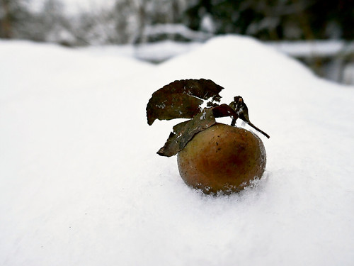 Apple on snow ©  Sergei F