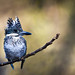 A Crested Kingfisher on a lovely perch