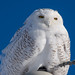 Harfang des neiges / Snowy Owl [Bubo scandiacus] ♀