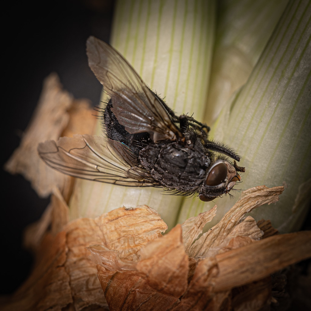 : Onion with fly