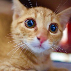 You can see me in her eyes.   cat 猫 ネコ ねこ 子猫 kitten 茶トラ Redtabby Orangetabby Katze chat gatto gato feles кошка KAT gato ko?ka kass муур pisic? 日本 Japan ivvaDOTinfo ivva