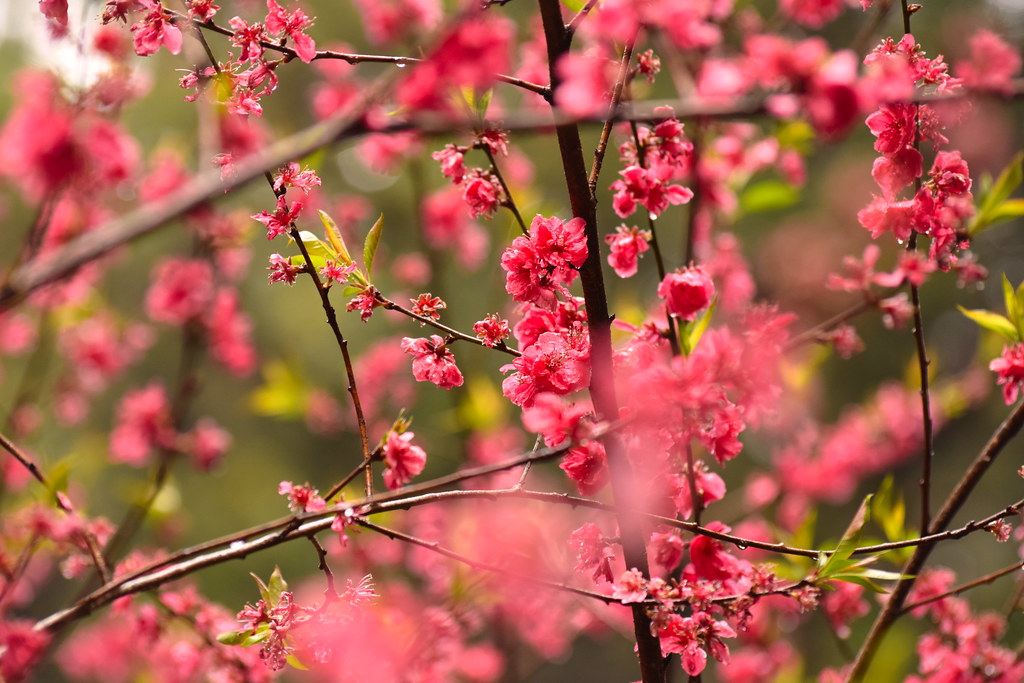 : Pink blossoms