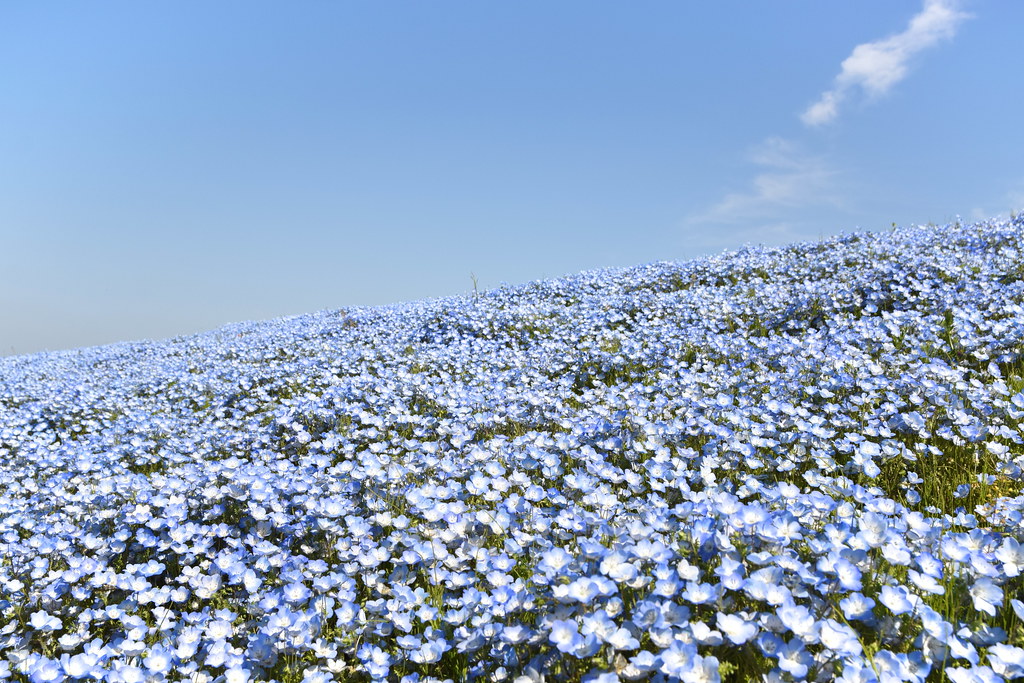 : Nemophila flower fields