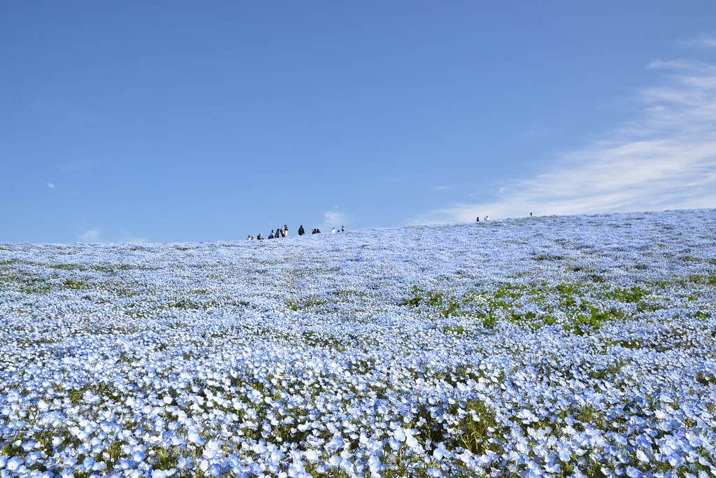 : Nemophila flower fields