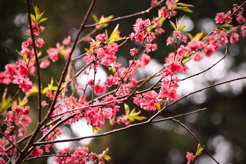 : Pink blossoms