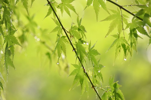 Maple leaves after the rain ©  Raita Futo