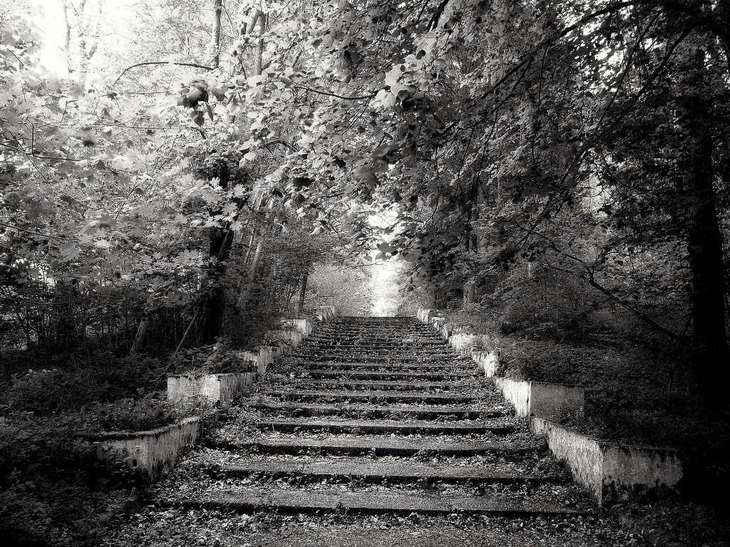 : Stairway to the forest