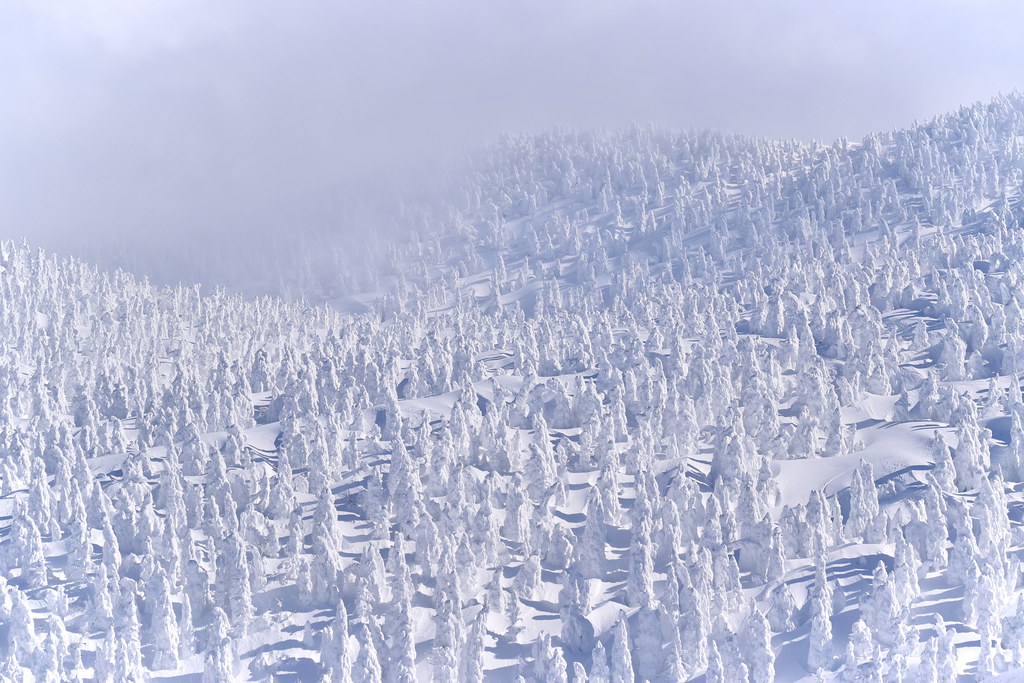 : Hakkoda frozen trees