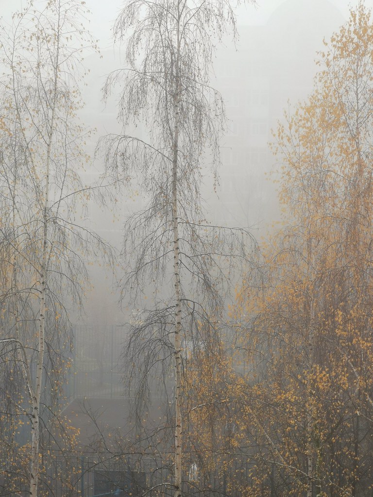 : Autumn fog haze mood